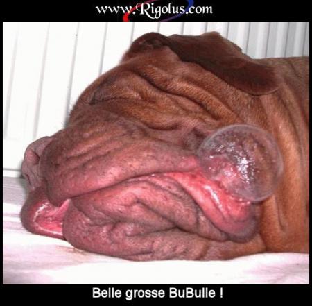 bubulle