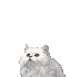 miaou!